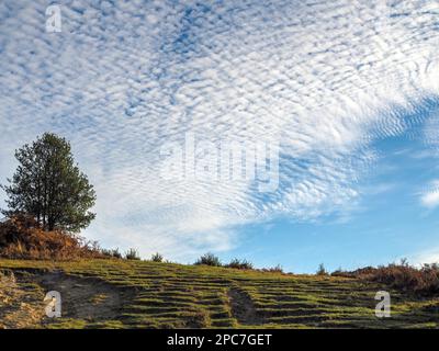 Vista panoramica della Ashdown Forest nel Sussex Foto Stock