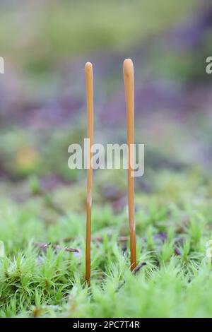 Macrotyphula juncea, comunemente conosciuto come club snello, fungo selvatico dalla Finlandia Foto Stock