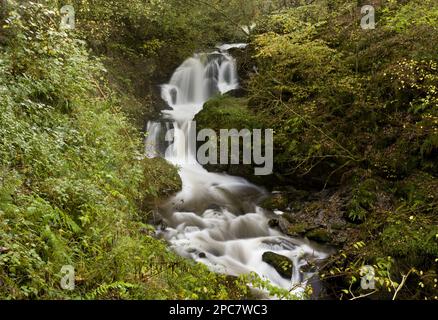 Cascate e rapide sul fiume che scorre attraverso boschi, Farley Water (Hoar Oak Water), sopra Watersbeet, Exmoor N. P. Devon, Inghilterra, Regno Unito, Foto Stock
