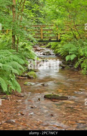 Piccolo ponte pedonale su un ruscello nel bosco, East Water, East Water Valley, Dunkery e Horner Wood National Nature Reserve, Exmoor N. P. Somerset, Eng Foto Stock