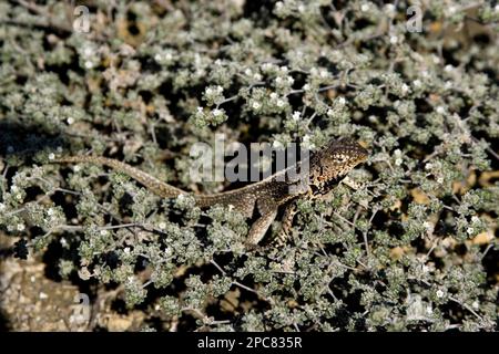 Tropidurus albemarlensis, Lava Lizard, Lava Lizards, endemico, altri animali, Rettili, animali, mattine grigie (Tiquilia nesiotica), con Lava Lizard Foto Stock