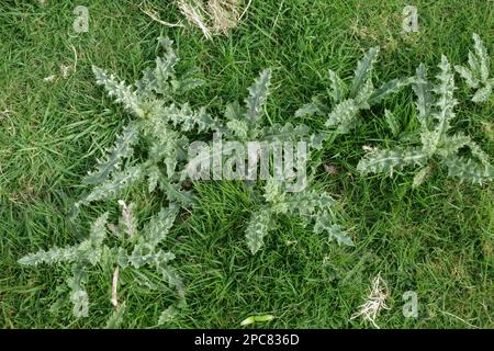 Cardo strisciante (Cirsium arvense), piante giovani, autosegante su erba pascolo in primavera, Berkshire, Inghilterra, Regno Unito Foto Stock
