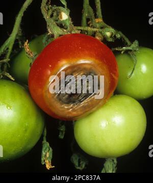 Fioritura e muffa finale sui frutti di pomodoro causata da carenza di calcio Foto Stock