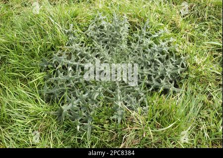 Lanceolatum, il cardo comune (Cirsium), il cardo di Lanzett (Compositae), il cardo forte, il vulgare di Cirsium, rosetta a foglia in pascoli d'erba Foto Stock