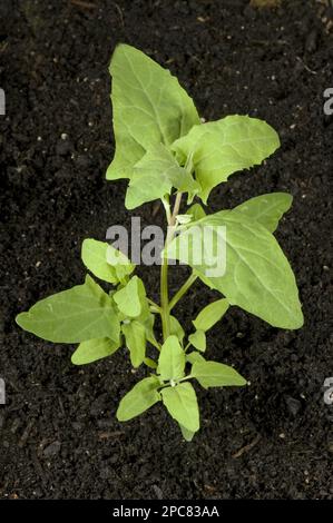 Melodo di diffusione, melodo di diffusione, melodo di diffusione, melodo di diffusione, melodo di diffusione, Famiglia Foxtail, Una pianta di orche comune, Atriplex patula, annuale Foto Stock