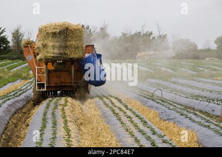 Il trattore mette paglia tra i letti per evitare schizzi di fango sulla frutta. Giovani piantine di fragole Elsanta, di meno di 30 giorni, in crescita Foto Stock