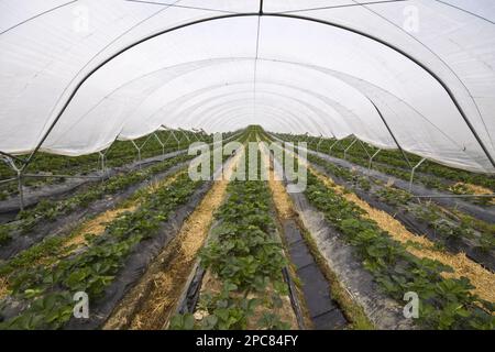 Il tunnel Polly copre il raccolto di fragole, Elsanta verity Foto Stock