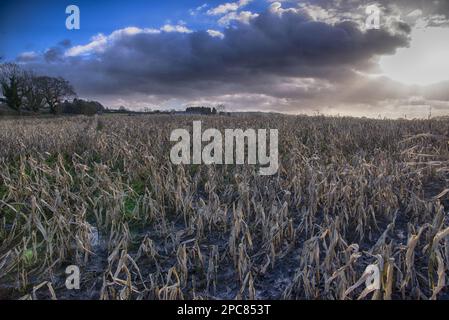 Mais (Zea mays), campo di mais da foraggio, piovuto e fallito, Houghton, Lancashire, Inghilterra, Regno Unito Foto Stock