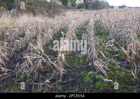 Mais (Zea mays), campo di mais da foraggio, piovuto e fallito, Houghton, Lancashire, Inghilterra, Regno Unito Foto Stock