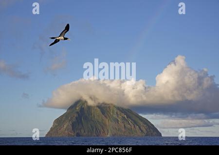 Booby marrone, Booby marrone, Boobies marrone (lula leucogaster), Boobies, Ruddy-footed, Animali, Uccelli, Marrone Booby adulto, in volo, con arcobaleno e. Foto Stock