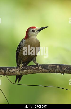 Picchio giamaicano (Melanerpes radiolatus), Picchio giamaicano, Picchio, Animali, Uccelli, Picchio, Picchio giamaicano adulto maschio, arroccato Foto Stock