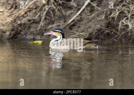 Sungrebe (Heliornis fulica) donna adulta, nuoto sul fiume, Costa Rica Foto Stock