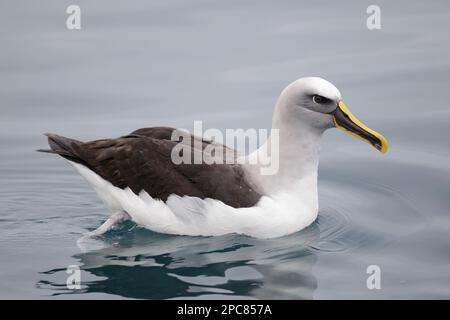 Adulto buller's albatross (Thalassarche bulleri), nuoto sulla superficie del mare, al largo della Nuova Zelanda Foto Stock