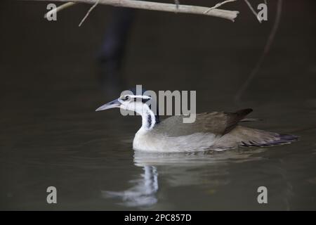 Heliopais, Colymbus fulica, sungrebe (Heliornis fulica), Finfoot minore (fulica), Finfoot, Finfoot, Animali, Uccelli, Sungrebe maschio adulto, nuoto Foto Stock