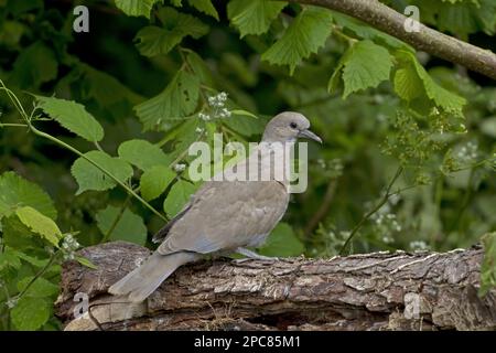 Eurasian Collared dove giovani, recentemente volato, arroccato su log, Norfolk, Inghilterra, Regno Unito Foto Stock