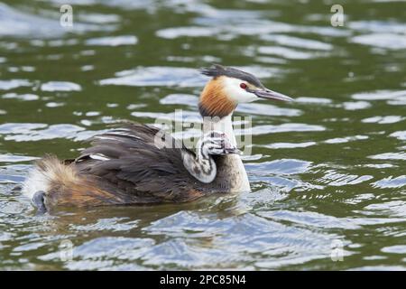 Great Crested Grebe (Podiceps cristate) adulto, allevamento piumaggio, portatore di pulcino sulla schiena, nuoto, Norfolk, Inghilterra, Regno Unito Foto Stock