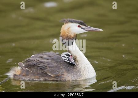 Grande grebe crested (Podiceps cristate) adulto, piumaggio di allevamento, pulcino di trasporto sulla schiena, nuoto, Norfolk, Inghilterra, Regno Unito Foto Stock