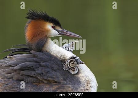 Grande grebe crested (Podiceps cristate) adulto con pulcini, un pulcino che si nutre di pesce, sul retro del genitore al nido, Tamigi, Berkshire Foto Stock