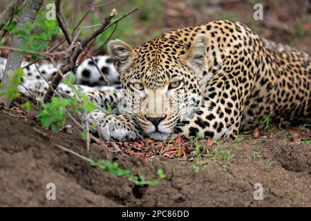 Leopardo (Panthera pardus), Sabi Sand Game Reserve, Kruger Nationalpark, Sudafrica, Africa Foto Stock