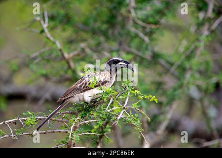 Hornbill grigio (Tockus nasutus), uomo adulto, Kruger Nationalpark, Sudafrica, Africa Foto Stock