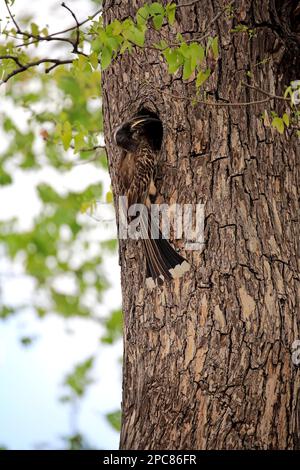 Becco d'ornamento grigio africano (Tockus nasutus), maschio adulto alla tana d'allevamento, Parco Nazionale Kruger, Sudafrica Foto Stock