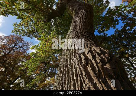 Quercia vecchia in autunno, quercia inglese (Quercus robur), Schleswig-Holstein, Germania Foto Stock