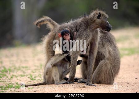 Chacma Baboon (Papio ursinus), Kruger Nationalpark, Sudafrica, Africa Foto Stock