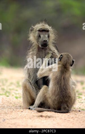 Chacma Baboon (Papio ursinus), Kruger Nationalpark, Sudafrica, Africa Foto Stock