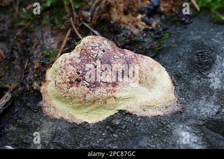 Fuligo luteonitens, muffa di lime dalla Finlandia, nessun nome inglese comune Foto Stock