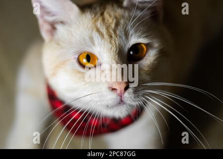 Una foto dall'alto verso il basso di un gatto zenzero con una sciarpa rossa a plaid seduta sul pavimento, testa inclinata verso l'alto Foto Stock