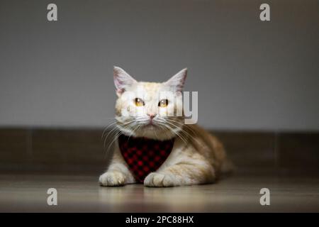 Un gatto zenzero con una sciarpa rossa plaid seduta sul pavimento Foto Stock