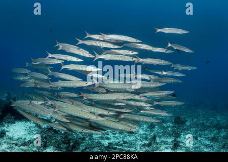 Barracuda a dente di sega (Sphyraena putnamae) che nuotano sopra la barriera corallina, il lago Sawu, l'Oceano Pacifico, il Parco Nazionale di Komodo, patrimonio dell'umanità dell'UNESCO Foto Stock