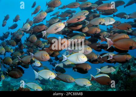 Una branconata di pesci doctorici (Acanthurus mata) che nuotano densamente affollate sulla barriera corallina, associata a due dentici (Lutjanus Foto Stock