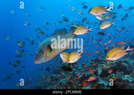 Bordo della barriera corallina, barriera corallina in forte corrente, piena di vita, stoppa di damselfish (Chromis scotochiloptera) di fronte, wrasse Napoleone (Cheilinus undullatus) Foto Stock