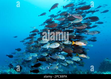 Una branconata di pesci doctorici (Acanthurus mata) che nuotano densamente affollate sulla barriera corallina, associata a due dentici (Lutjanus Foto Stock