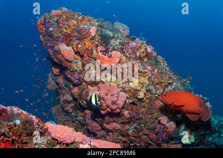 Barriera corallina, blocco di corallo con colonia di corallo di coppa arancione (Tubastraea coccinea) con polipi inattivi, arancio, cotenna di pomodoro (Cephalopholis sonnerati) Foto Stock