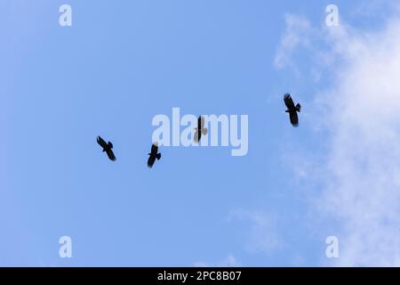 Coughs (Pyrrhocorax pyrhocorax barbarus) la Palma, Spagna Foto Stock