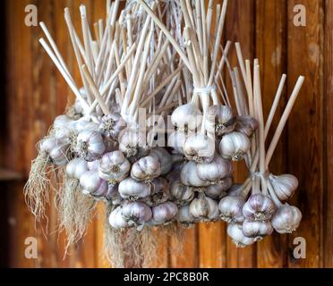 Un mazzo di aglio è sospeso sulla strada contro lo sfondo di una parete di legno. Raccolto di aglio essiccato. Foto Stock