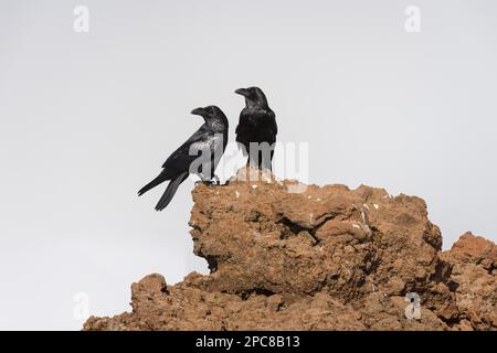 Corvo comune (Corvus corax) Raven settentrionale, Roque de los Muchachos, Tijarafe, la Palma, Spagna, Europa Foto Stock