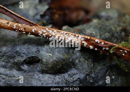 Cefaloscyfa mairei, chiamato anche Flagelloscypha mairei, minuscola fungo bianco di tazza che cresce su felci morti, fungo dalla Finlandia Foto Stock