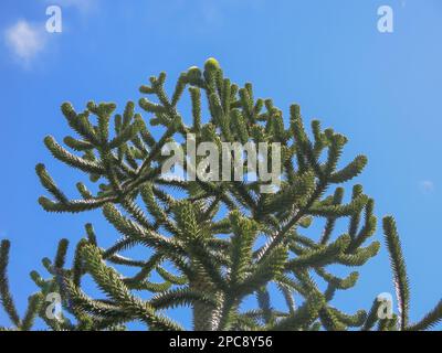 Monkey Puzzle Tree - angolo verso l'alto Foto Stock