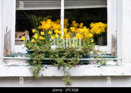 Una scatola della finestra su una sporgenza della finestra della casa in Devon, Regno Unito. La scatola è riempita con un'esposizione primaverile di narciso (narciso) in piena fioritura con più interno Foto Stock