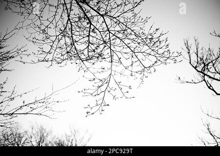 Uno splendido paesaggio caratterizzato da alberi in silhouette contro un cielo vivido Foto Stock