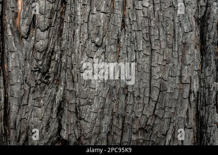 Texture di Bark Charred dopo il fuoco della Foresta nel Parco Nazionale di Sequoia Foto Stock