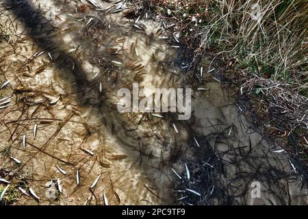 Una laguna secca (lago) e un sacco di piccoli pesci morti, siccità estiva, inquinamento idrico ulteriormente. Smelt di sabbia (Atherina boyeri) Foto Stock