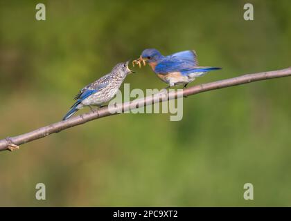 Bluebird orientale maschio nutrire nascenti Foto Stock