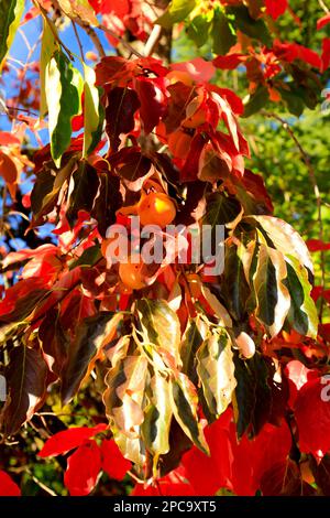 Albero di persimmon, Kaki, Diospyros - frutta arancione su foglie rosse in autunno. Foto Stock