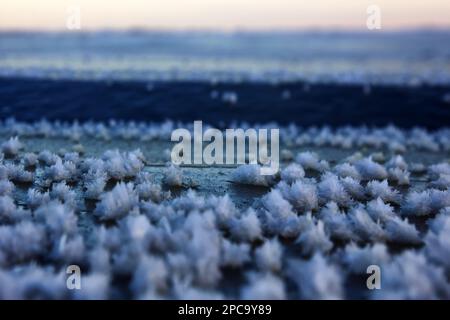 Frost Fiori, prati di mare. Cristalli di ghiaccio bushy (cristallo di ghiaccio tabulare) formati sulla crosta del giovane ghiaccio di mare (nilas ad alta salinità) su una calma gelida Foto Stock