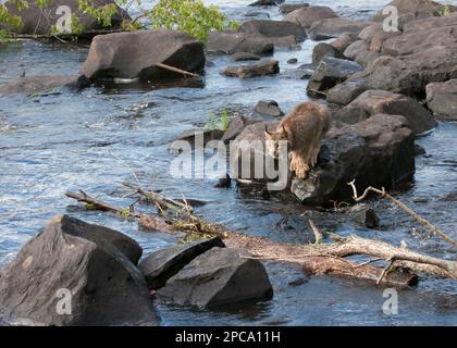 Canada Lynx pronto a saltare da una roccia all'altra attraverso un fiume Foto Stock