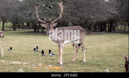 Un fagiolo di daini con le femmine a Dagnam Park, Londra. Foto Stock